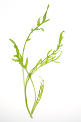 Green salad leaf isolated over white background