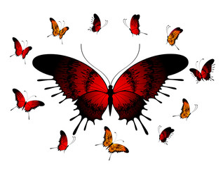 set of tropical butterflies on a white background for a design