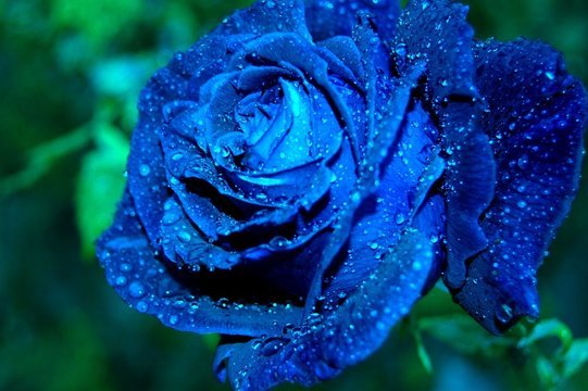 rosa