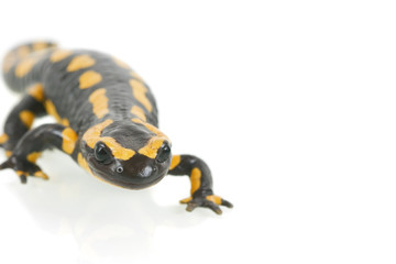 salamander closeup isolated on white background
