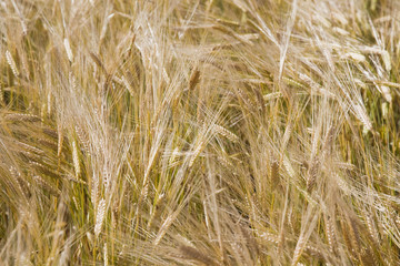 Wheaten field