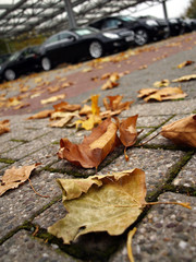 Herbst in Autohaus