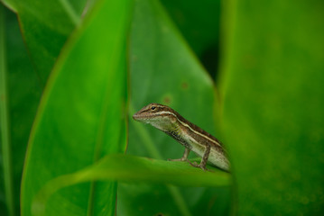 Anolis auratus - (polychrotidae sauria)