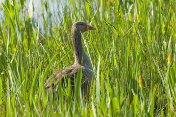 Greylag Goose