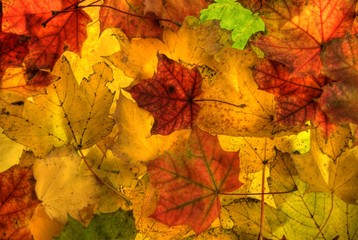 Naklejka na ściany i meble fall maple foliage background