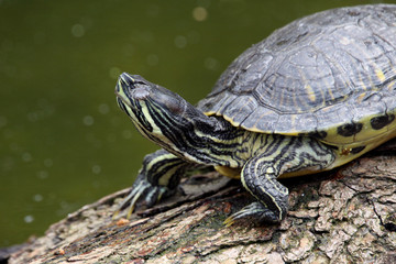 Gelbwangen-Schmuckschildköte