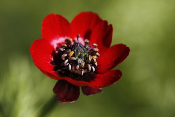 Herbst-Adonisröschen