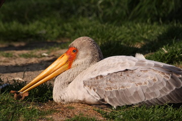 Im Gras liegender Nimmersatt