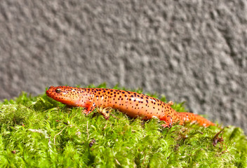 Northern Red Salamander