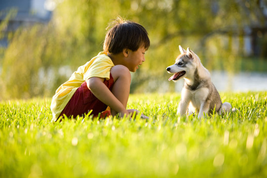 Young Asian boy playing with Alaskan Klee Kai puppy on grass