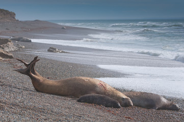 Male Elephant Seal with female and cub in Patagonia