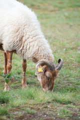 Grazing sheep