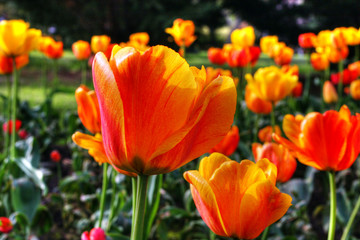 Colorful garden