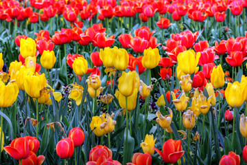 Fototapeta premium flowers in springtime