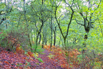 Beautiful autumn forest, bright colors of leaves