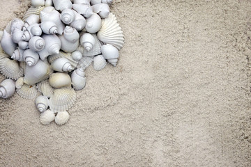Seashell stationary background in soft off white colors