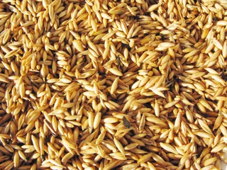Deurstickers oat grains © Anastasia Tsarskaya