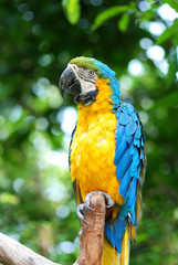 beautiful parrot