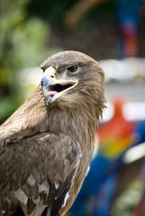 Eagle