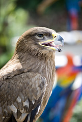 eagle