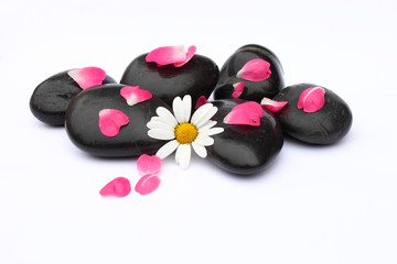 Rosenbl&auml;tter und Margeritenbl&uuml;te