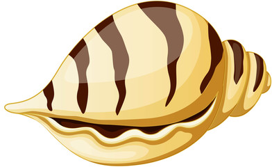 sea shell