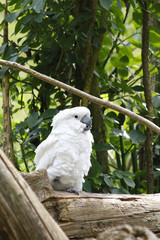 cacatoès