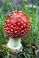 bug agaric