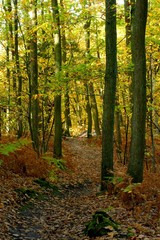 sentier et feuilles mortes