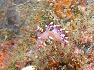 Naklejka na ściany i meble True Sea Slug- Flabellina Exoptata