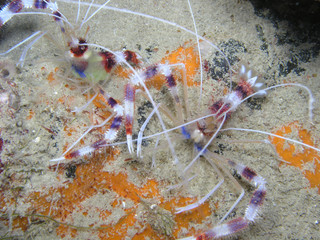 Banded coral shrimps