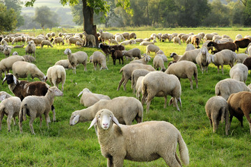 landwirtschaft