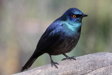 Obraz premium Glossy Starling Bird