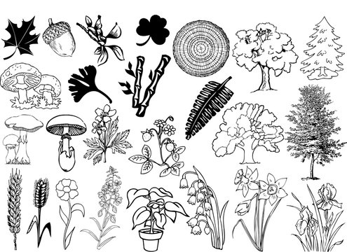 Plantes