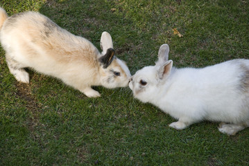 zwei kaninchen