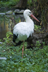 storch