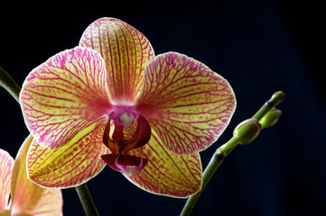 gelb rosa Orchidee vor schwarzem Hintergrund