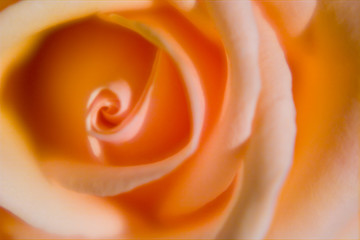 Fototapeta na wymiar Blumen, lachsfarbene Rosen