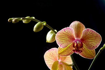 Orchidee gelb rosa mit Knospen vor schwarzem Hintergrund