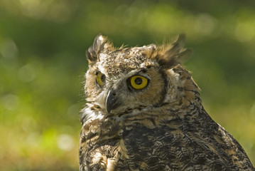 Great horned owl (bubo virginianus)