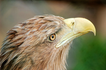 Portrait of eagle