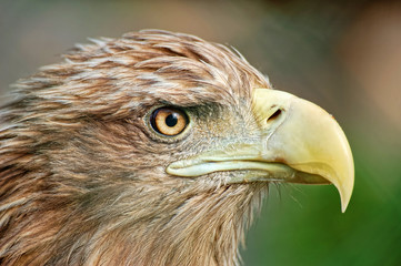 Portrait of eagle