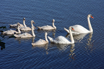 Swans Mute With Cygnets In Morning Sun