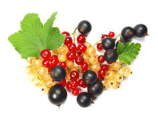 Currant with leaves isolated on white