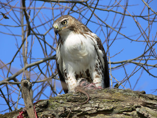 Red-tailed Hawk Feeding On Marsh Rat Watchful Look