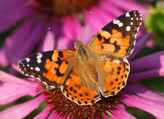 Vanessa butterfly on bloom closeup