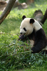 Fototapeta na wymiar Olbrzymie pandy w polu