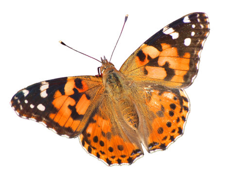 Vanessa buterfly isolated on white