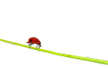 Ladybug on stalk isolated on white