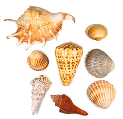 Collection of shells isolated on white.